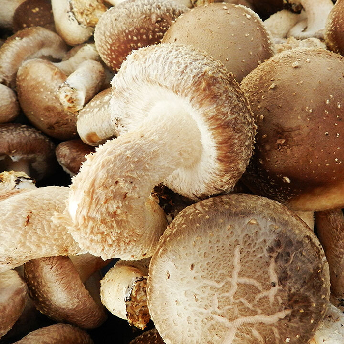 [굿파머] 송화버섯 (대/선물용/600g)