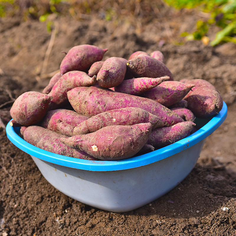 [굿파머] 호박고구마 (비세척) 한입 / 2kg / 20~50g